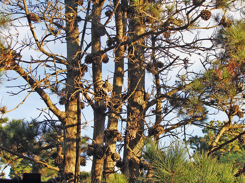 arboles